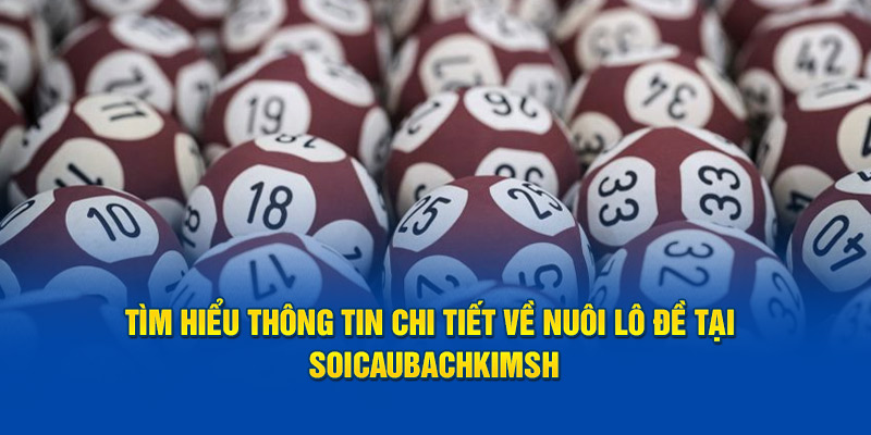 Tìm hiểu thông tin chi tiết về nuôi lô đề tại soicaubachkim