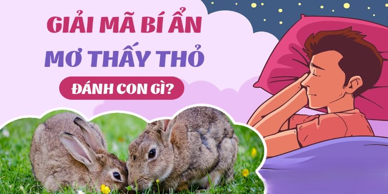 Giải mã ý nghĩa qua giấc mơ thấy thỏ